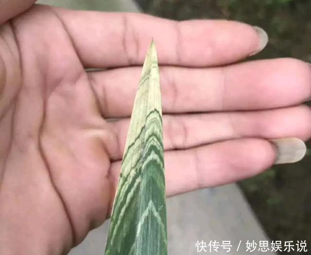 一盆兰花居然值一栋海景房,看叶子就知道艺兰一般人玩不起