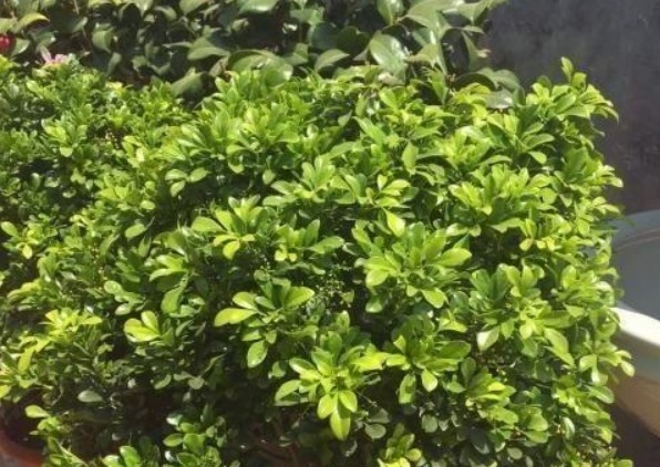 养花老师傅，这些花平常放屋里，下雨天拿出来，雨越大，花越旺