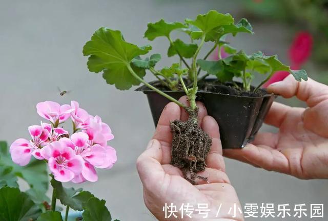 成活率|4种漂亮花,5月快扦插,20天生根,残枝别浪费
