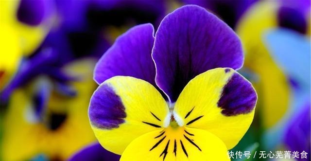 这4种花，漂亮好养、耐寒花期长，能做美食能入药，营养健康