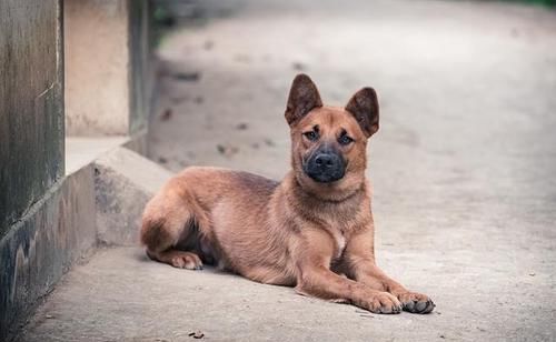 中华田园犬智商秒杀外国品种 成为警犬界的一大新星 快资讯