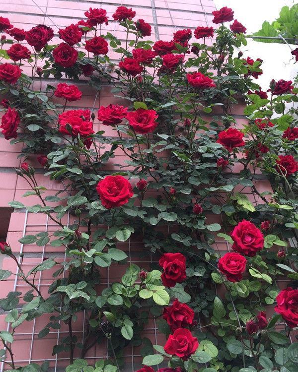 5种花适合养在客厅，花朵大颜色艳，一年四季开花不断