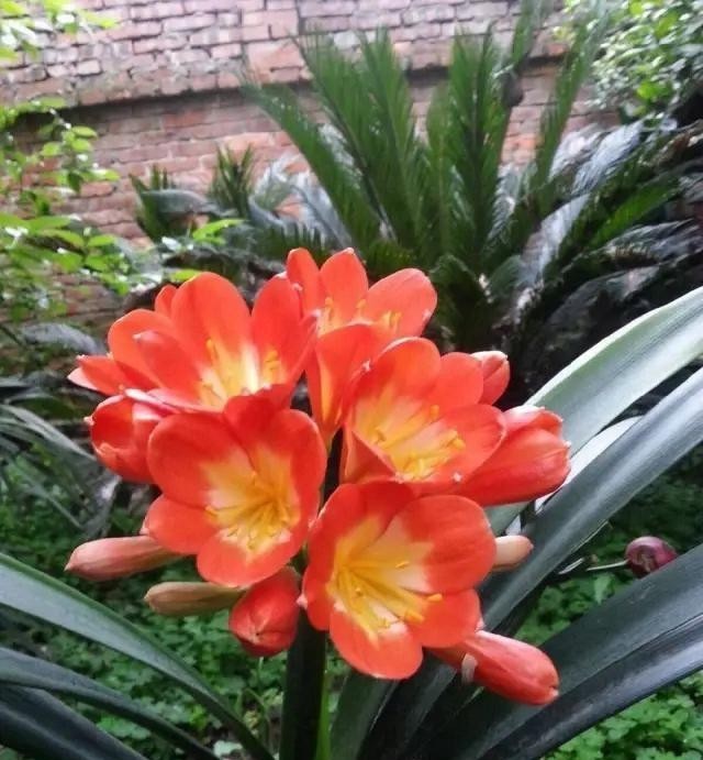  开花|4年都不开花的君子兰，没花一分钱，我让它开花了