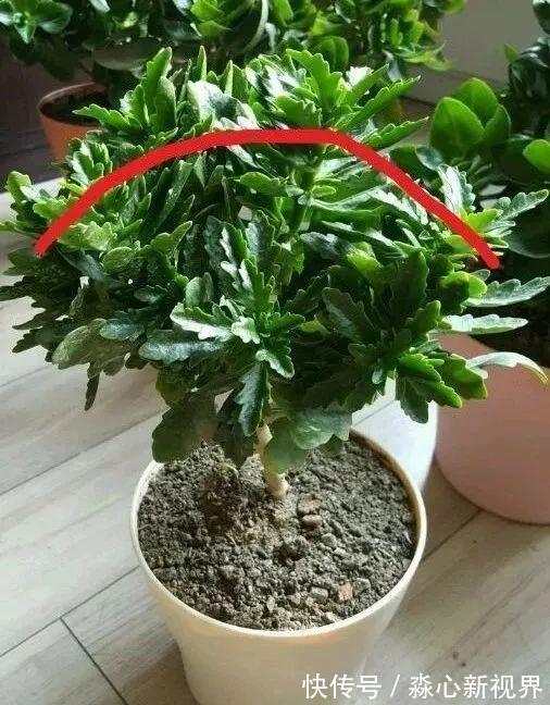 植株|园艺师教你!夏天养花“学1招”,养20天有惊喜,新枝多、开花多