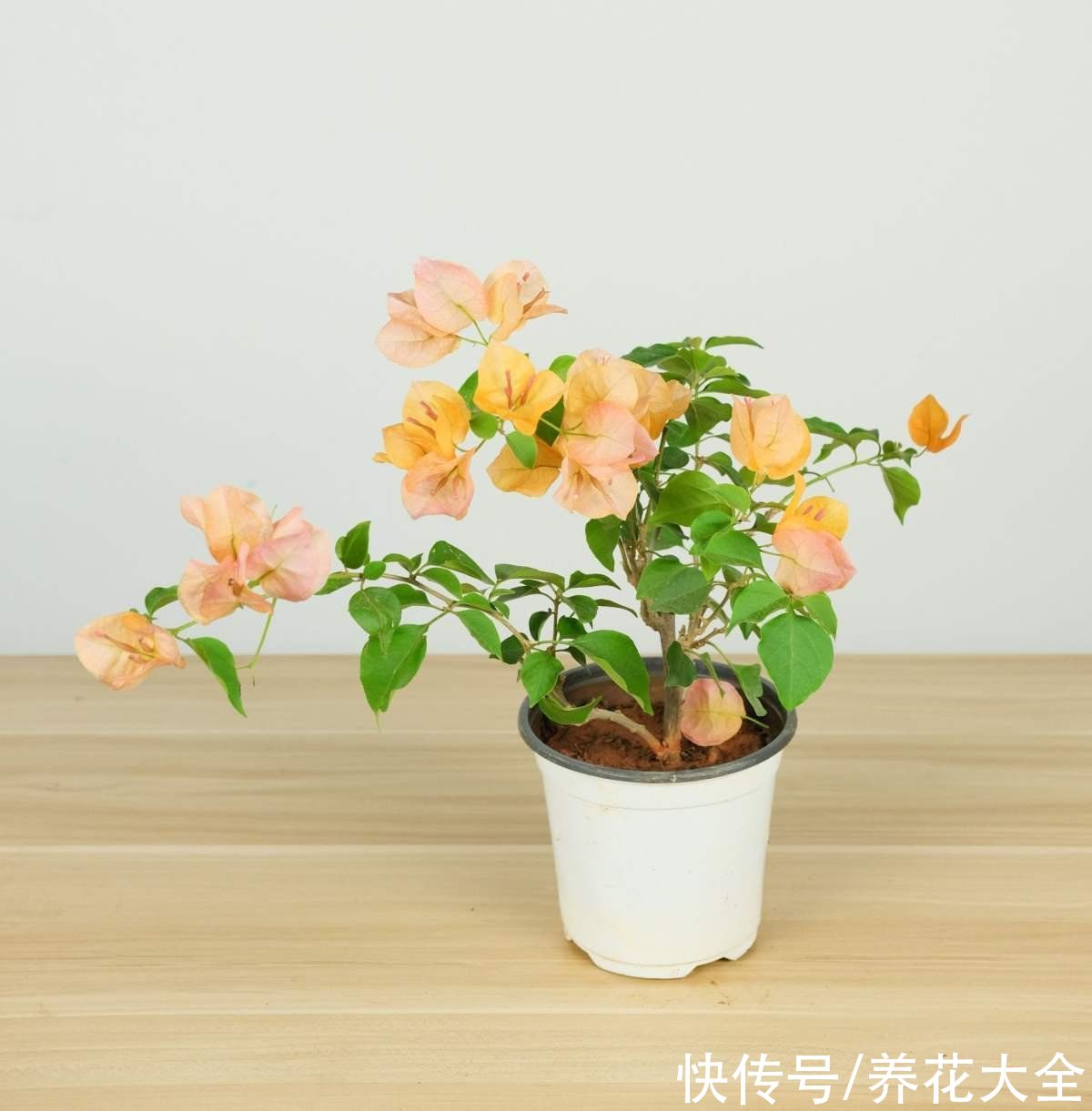 花友们|三角梅买来不会养,“5步法”教你养护,变成“别人家的三角梅”