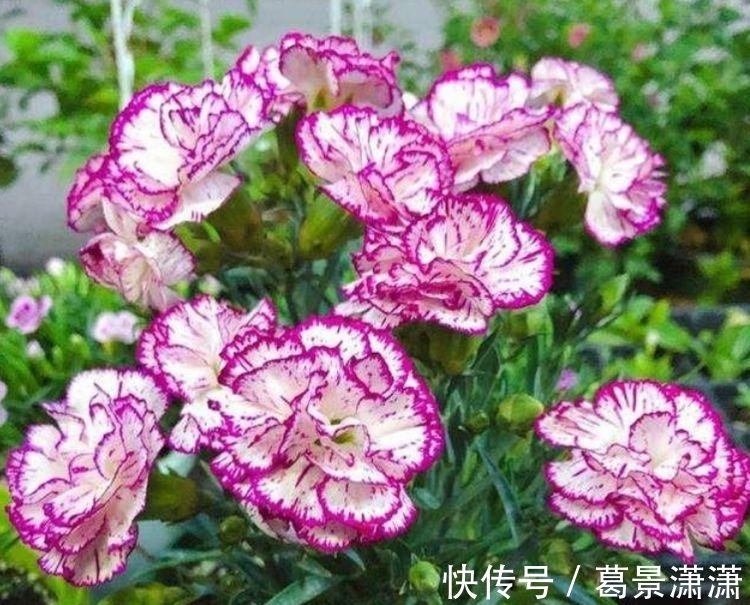 鹤望兰|4种花是“花卉中的劳模”,沾土就活,20天就能开花爆满盆