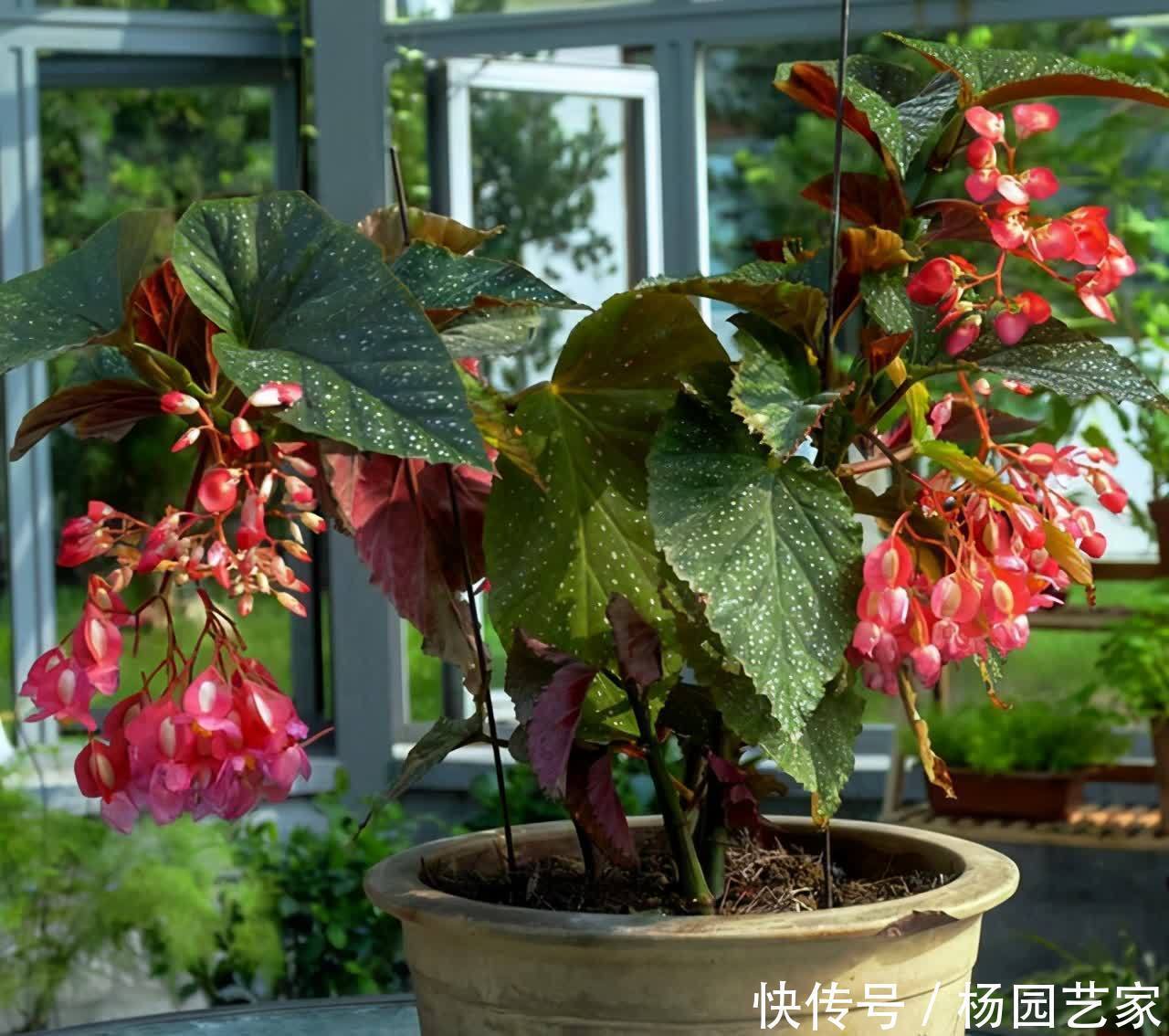 5种喜欢酸性土的花,酸性物质很关键,学一学