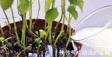 初冬养花,盆中浇3种营养液,花开又大又艳,叶油亮土疏松