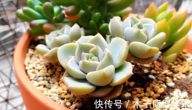 叶片|追求颜值、性价比,养多肉就选普货白牡丹,打理、扦插不费劲