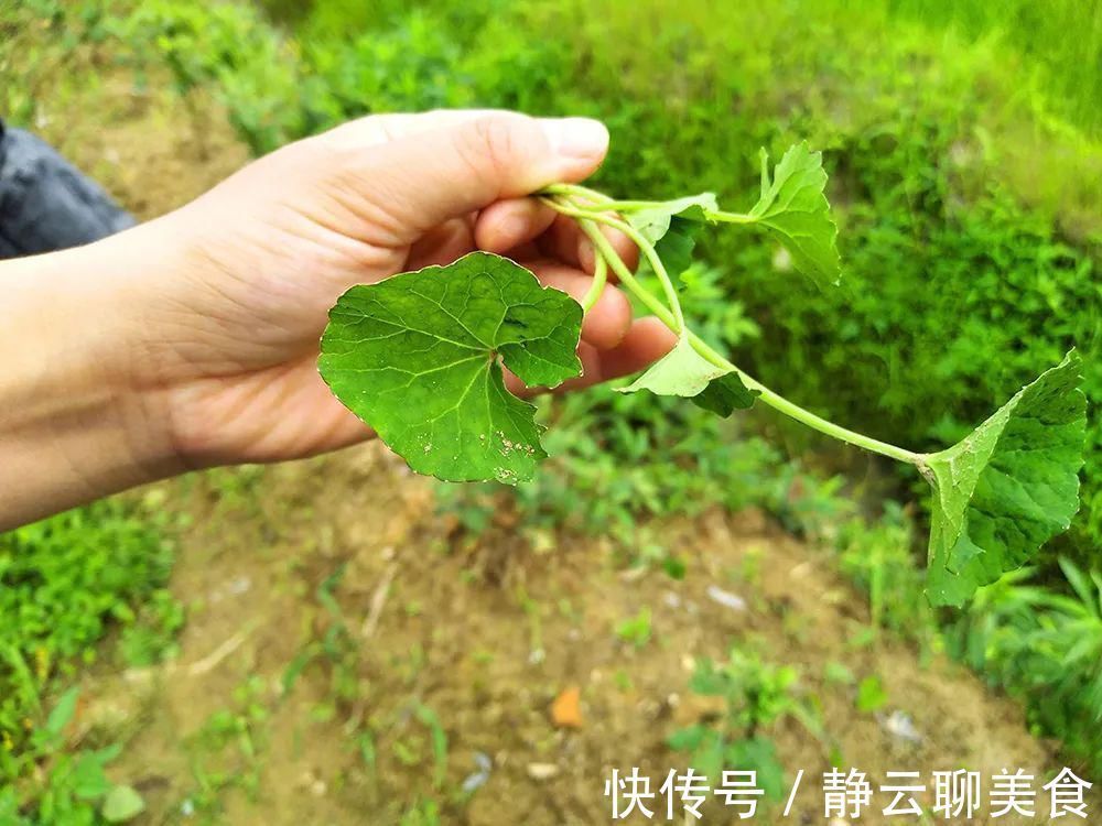 凉茶|若在野外遇到，别当杂草，它就是有名的“积雪草”，目前价值很高