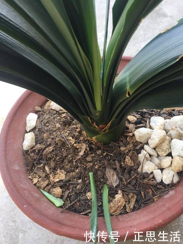 新叶|君子兰长出抽屉叶怎么办直接用刀割成开裆裤恢复吧