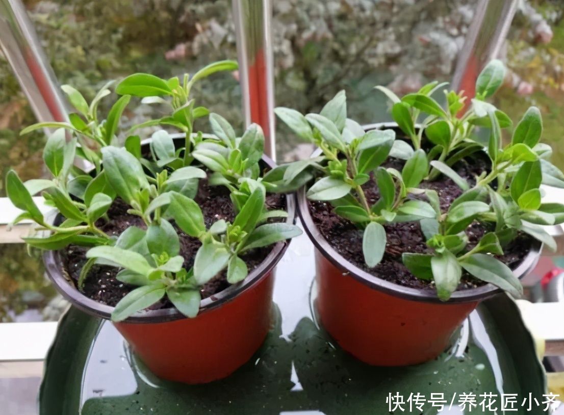 给花换盆移栽，想要快服盆，要学会“缓苗”技巧，多数人都做错了