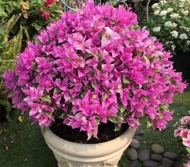 盆栽三角梅不开花,教你这“5招”花苞嗖嗖冒,一茬接一茬