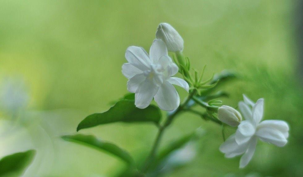 阳台上|养好茉莉花，认真做好3件事，花满枝头，花朵大非常香