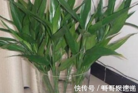 这3种绿植,放心大胆的浇水,浇的越多长的越旺,怎么折腾都不怕