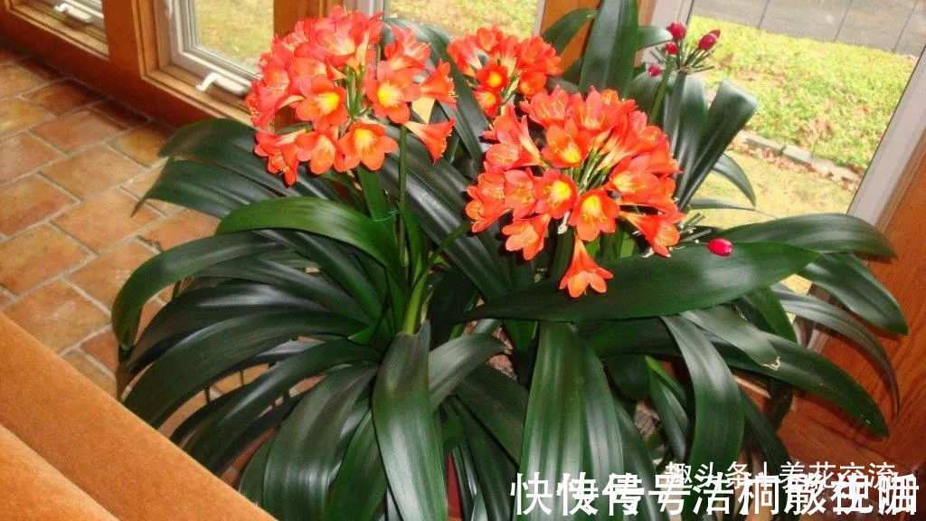 土面|为啥很多朋友在家里养不好君子兰，有可能一开始就买错了