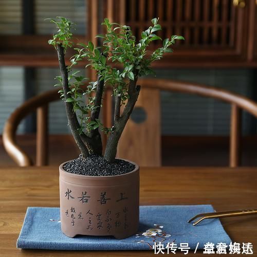 盆栽|老祖宗传下的手艺,用树桩做盆景,极其珍贵,还不来一盆