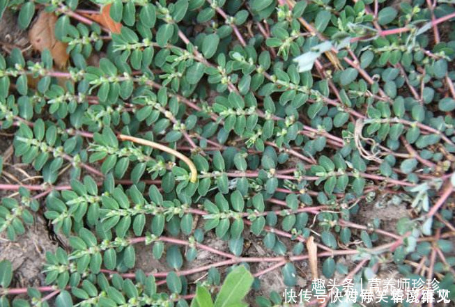 農(nóng)村的野草,折斷后流出白色的乳汁,價(jià)值珍貴,治療皮膚病的良藥