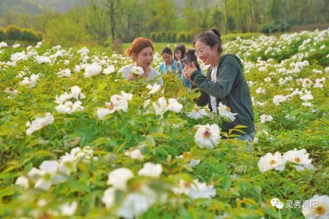 酉华镇：牡丹花开 艳领群芳