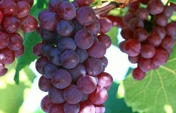 食物|三伏天来了，三种食物要多吃，延缓衰老，不可错过