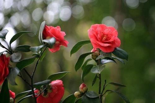 花蕾掉光的茶花,一点都不好看了,该怎么解决?