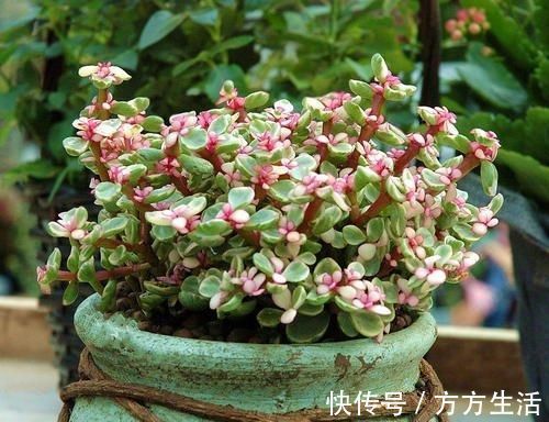 龟背竹|家里养花选它,好养又好看,空气更清新,是盆栽佳品