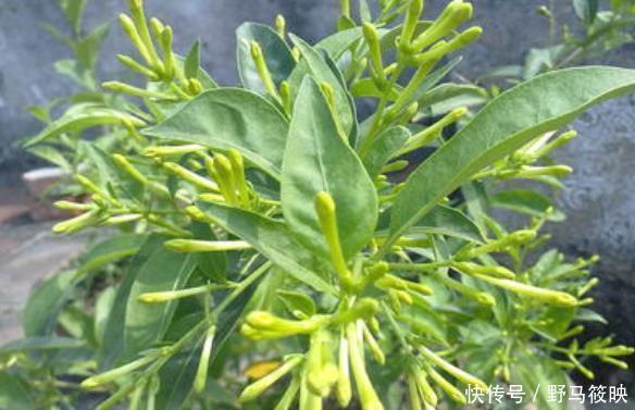 家里若有这些绿植，赶紧扔掉，外表虽好看，却对健康没好处