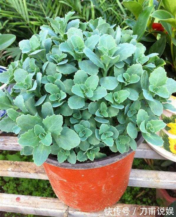 农村3种“野多肉”,见到挖2棵,肥嘟嘟做盆栽,省下“买肉钱”