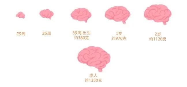 耗氧量|宝宝早期脑发育的重要性，宝爸宝妈知道吗？