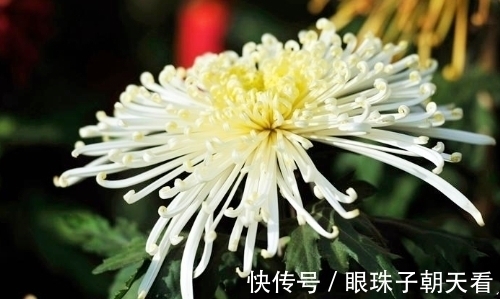 七律#吟菊七律九首:红尘何寄相思语,一缕幽香几度情