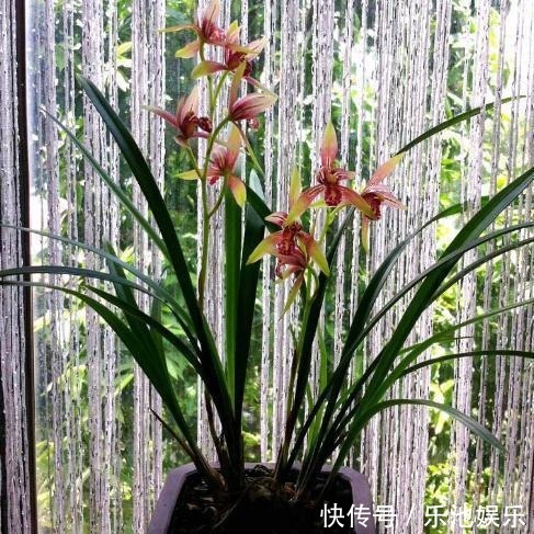 鸡血|性价比最高的兰花,花色鲜红如鸡血,花香浓郁如香水,比绿萝好养