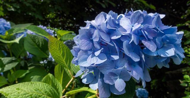 夏季|需要“富养”的花，天热也要施肥，不然越养越差劲