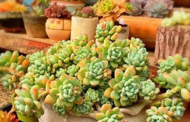 8、9月份养多肉,4个要点要谨记,“秋老虎”来了也不怕