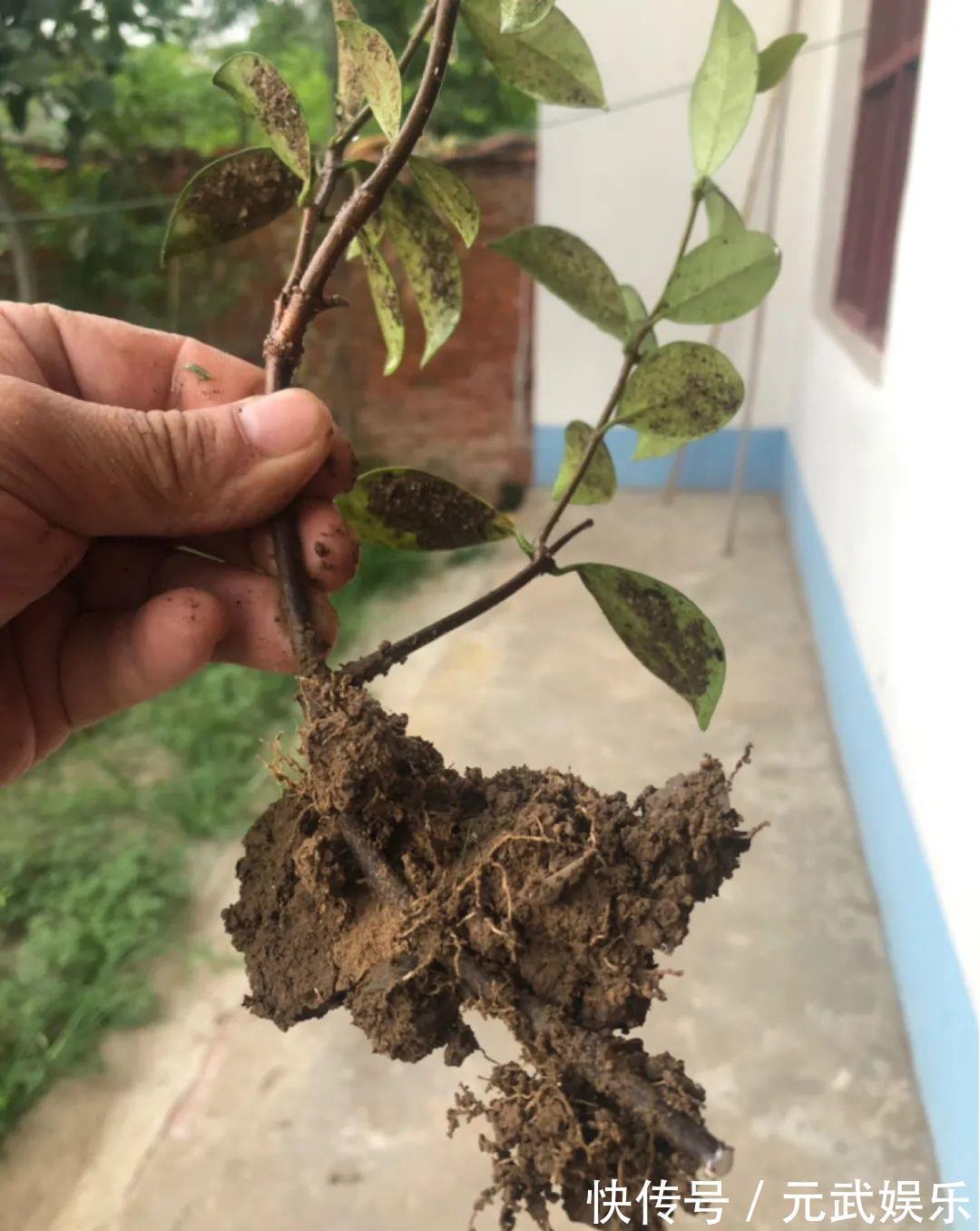 压条|养花技巧:给花切个小口子,埋土里100%生根,根本不用扦插!