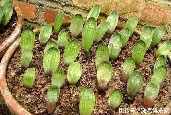 种花|3种花“太值钱”,不用去买,将“枝叶”拿来扦插,在4月就生根