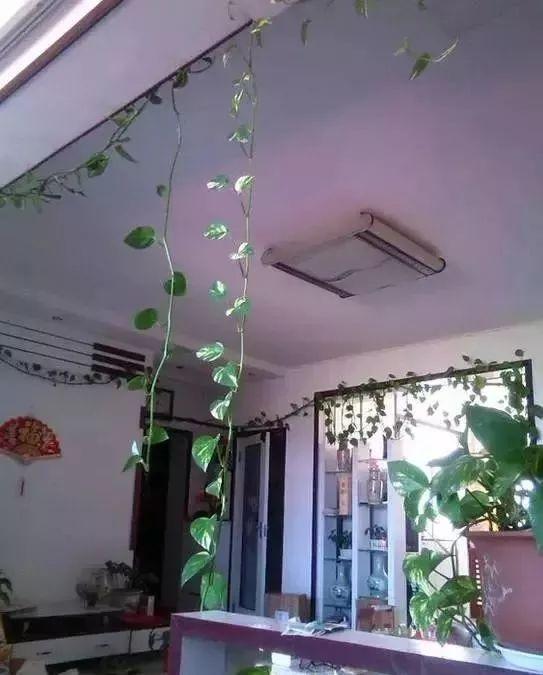 婆婆在家用绳子养绿萝，全家人都笑话，结果家里变成绿森林