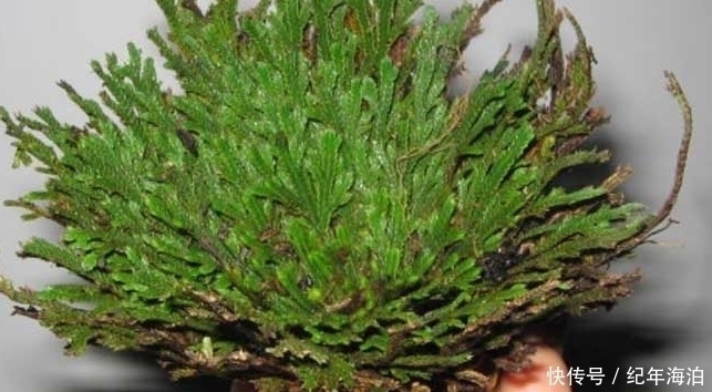 野草|农村这种野草“旱不死”，却是女人的“美容剂”，如今一斤30元