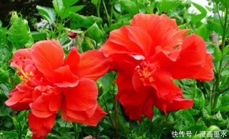 家里阳台必养此款花卉,耐寒易打理,一年四季都赏花