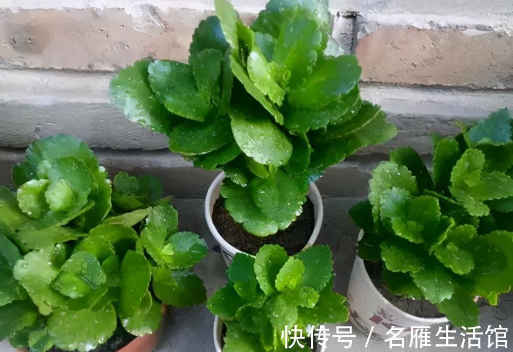 枝条|3种漂亮花，夏天长势慢，扦插正当时，操作起来生根快
