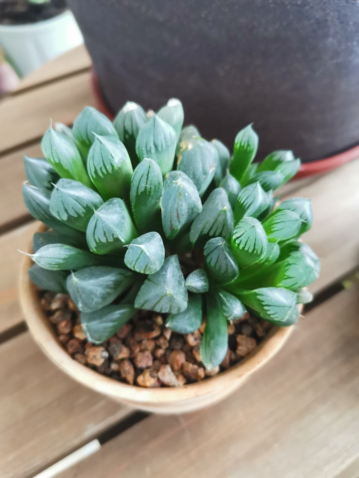 满盆|养花就得学会“捂”,用塑料袋捂一捂,冒出满盆花苞