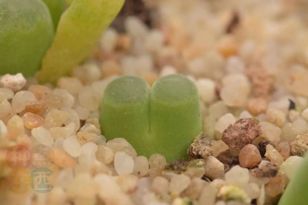  磁铁|磁铁风铃Conophytum Concordans