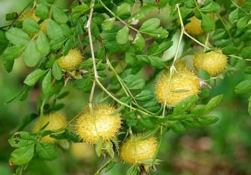 荷叶茶|女性常吃三种食物，滋补养颜，刮油去脂、明目增强免疫力