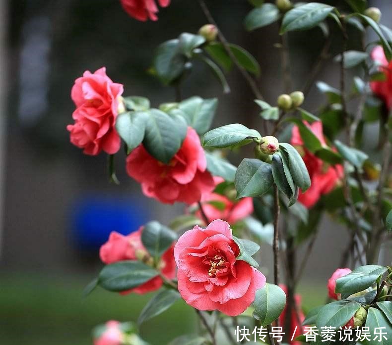 叶子|茶花的养护方法要得当,叶子油绿开花多