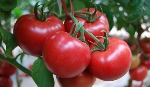 子宫|西红柿和此物一起吃,每天一杯,血管通了,皮肤白了,子宫更干净