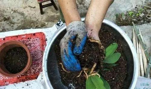 花卉|盆土表面出现“白色晶体”，赶紧换盆换土，不然花卉黄叶长不好