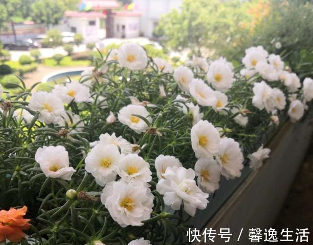 枝条|太阳花这么养,一个月变成花树,五彩缤纷,太漂亮