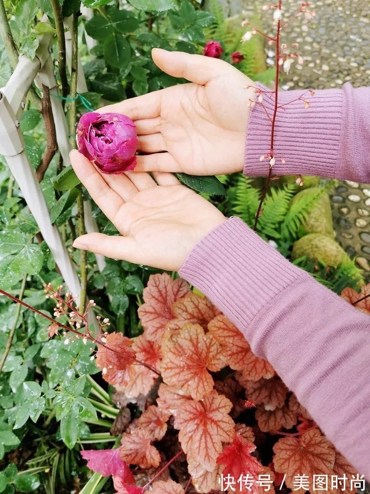 薇月|四年前,接手了朋友带120㎡院子的房子,打造成花园后朋友羡慕了
