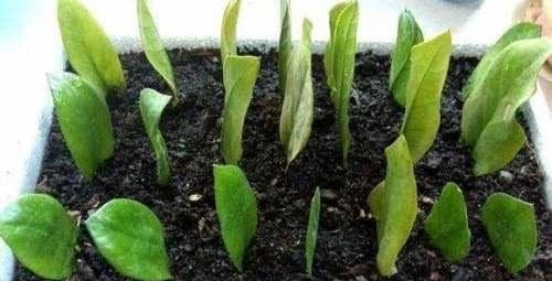 多菌灵泡|养这种盆栽不花一分钱,折个枝扔土里就能活,7天长出大白根