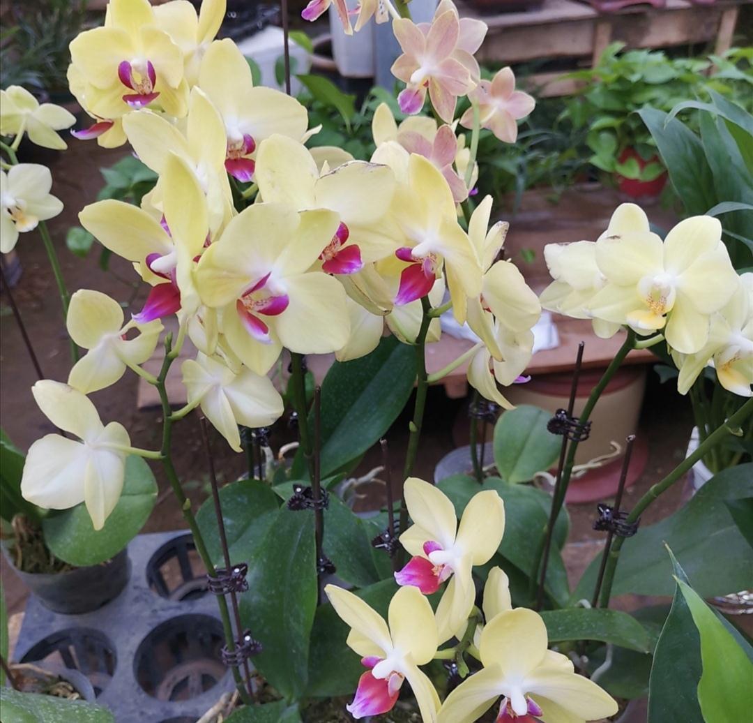 4种漂亮花,冬天不好养?只因没掌握好方法