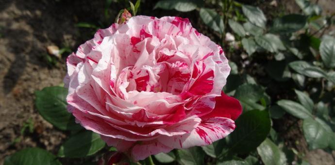 喜欢菊花,不如养盆“精品玫瑰”美人脸玫瑰,翩翩起舞,高贵迷人